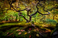 Japanese maple