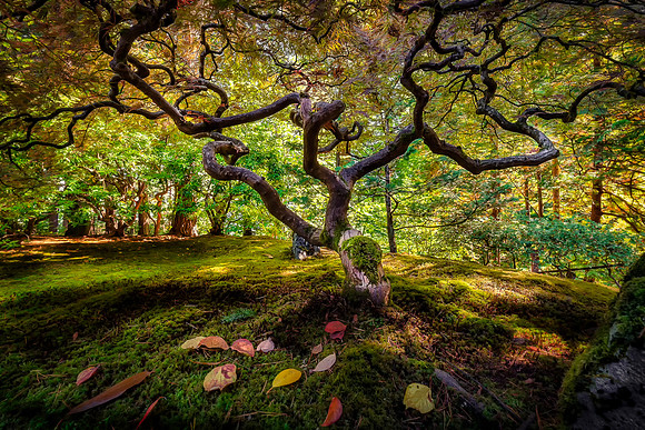Japanese maple