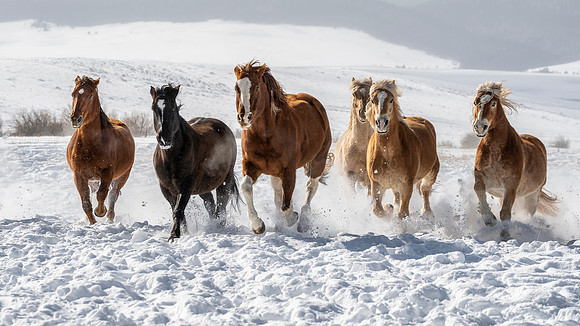 Horses at snow