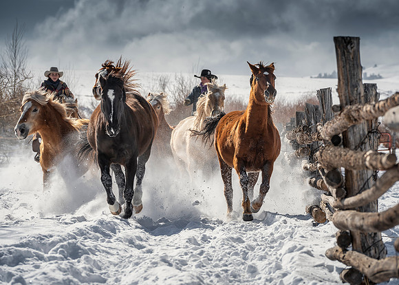chasing a horses