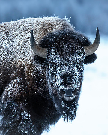 Buffalo at winter