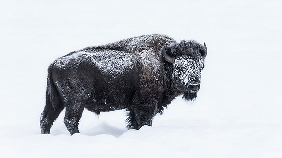 Buffalo at winter