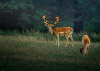 Nature/Wildlife