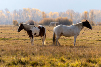 Horses