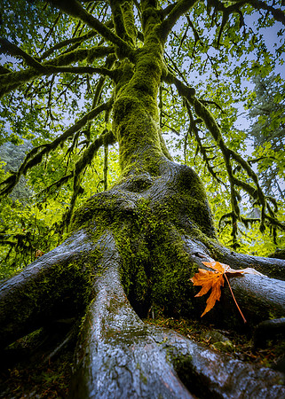 The tree