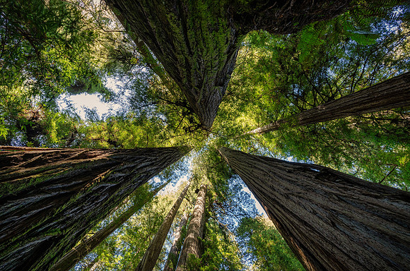 The trees