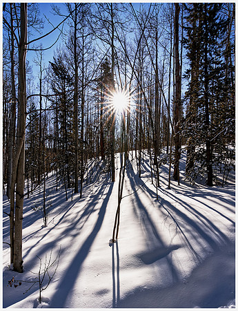 winter aspens
