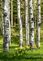 Aspens
