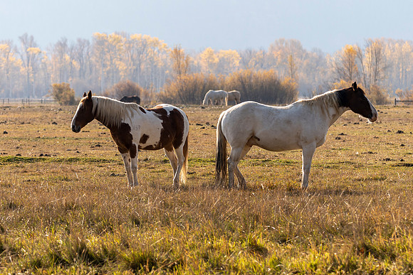 Horses