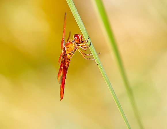 Dragonfly