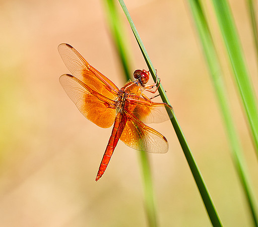 Dragonfly
