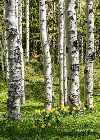 Aspens