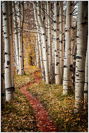 Aspens