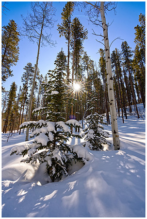 winter forest